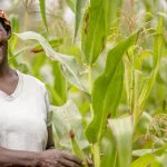 ARK OAF Serabo 106 150x150